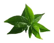 درخت چایی سبز